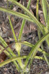 Hairyflower spiderwort